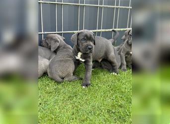 Cane Corso Welpen