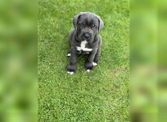 Cane Corso Welpen