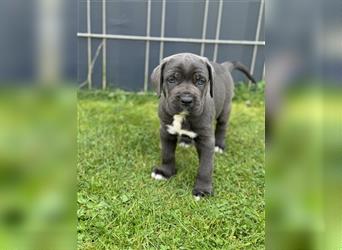 Cane Corso Welpen