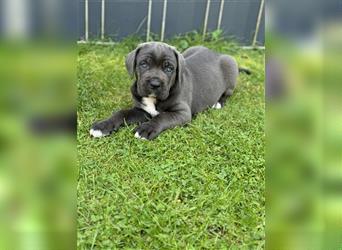 Cane Corso Welpen