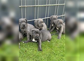 Cane Corso Welpen