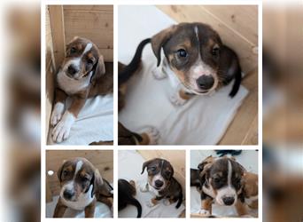 Entlebucher Sennenhund-Mix Welpen