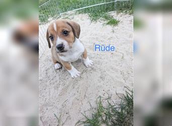 Entlebucher Sennenhund-Mix Welpen