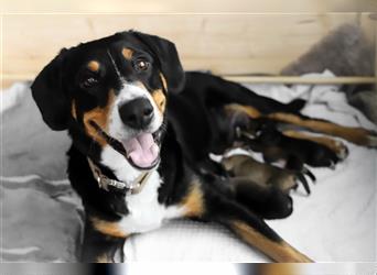 Entlebucher Sennenhund-Mix Welpen