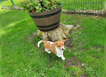 Jack Russell Terrier