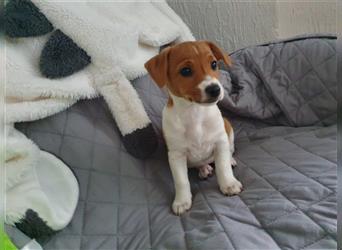 Jack Russell Terrier