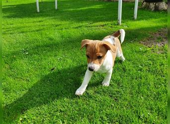 Jack Russell Terrier