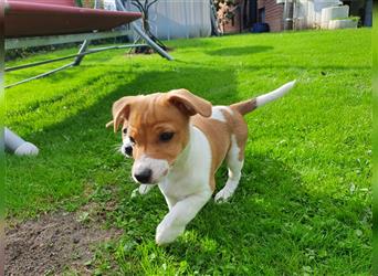 Jack Russell Terrier