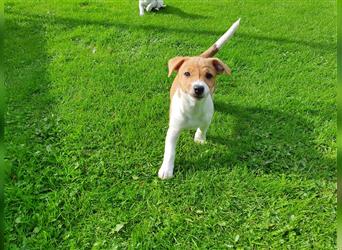 Jack Russell Terrier