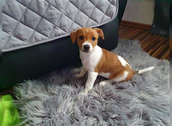 Jack Russell Terrier