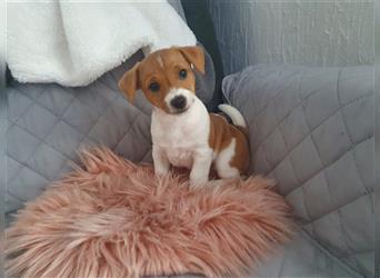 Jack Russell Terrier