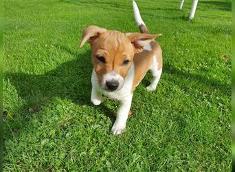 Jack Russell Terrier