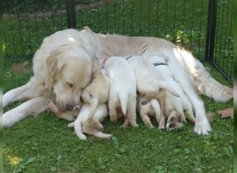 Reinrassige Golden Retriever Welpen suchen neues Zuhause