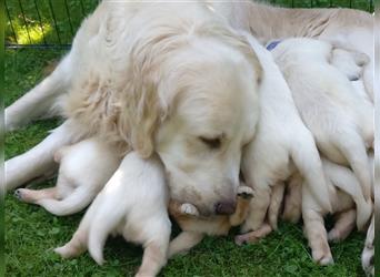 Reinrassige Golden Retriever Welpen suchen neues Zuhause