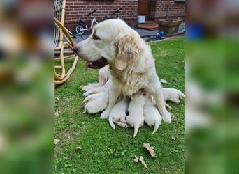 Reinrassige Golden Retriever Welpen suchen neues Zuhause