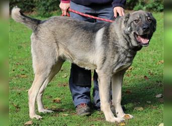 Margherito - freundlicher Hund sucht Einzelplatz