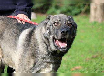 Margherito - freundlicher Hund sucht Einzelplatz