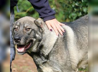 Margherito - freundlicher Hund sucht Einzelplatz