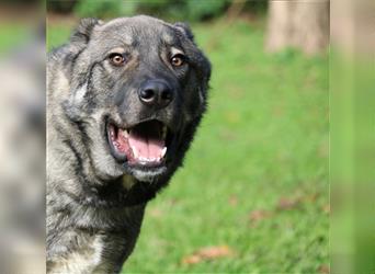 Margherito - freundlicher Hund sucht Einzelplatz