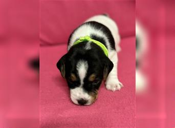 Jack Russel Terrier Welpen