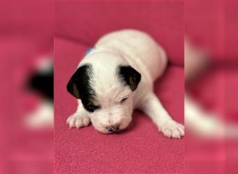 Jack Russel Terrier Welpen