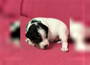 Jack Russel Terrier Welpen