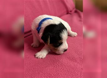 Jack Russel Terrier Welpen