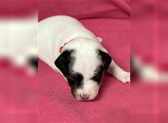 Jack Russel Terrier Welpen