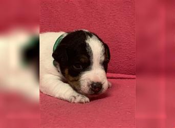 Jack Russel Terrier Welpen