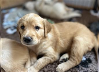 Golden Retriever Welpen