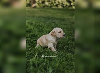 Golden Retriever Welpen