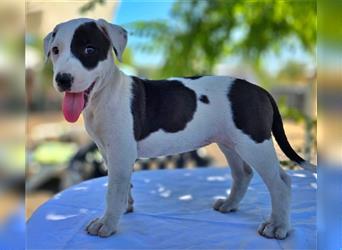 Pina, süsse Galgo-Mix Maus, zwischen Müll und Trümmern geboren