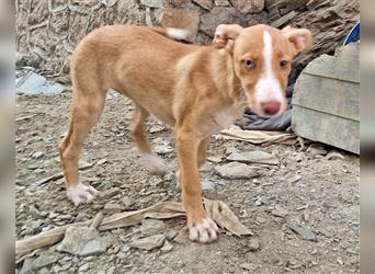 Amba, knuffige Galgo-Mix Maus, zwischen Müll und Trümmern geboren