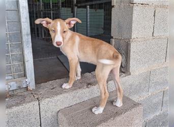 Amba, knuffige Galgo-Mix Maus, zwischen Müll und Trümmern geboren