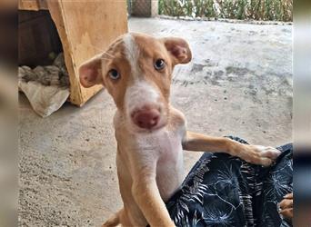 Amba, knuffige Galgo-Mix Maus, zwischen Müll und Trümmern geboren