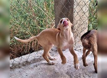 Amba, knuffige Galgo-Mix Maus, zwischen Müll und Trümmern geboren