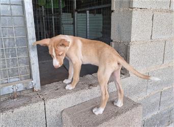 Amba, knuffige Galgo-Mix Maus, zwischen Müll und Trümmern geboren