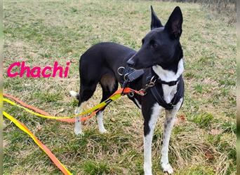 Chachi 11/2020 (in Deutschland) - neugierige und liebenswerte Podenco-Bodeguero Mix Hündin!