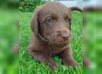 Labradoodle Welpen braun mittelgroß