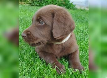 Labradoodle Welpen braun mittelgroß