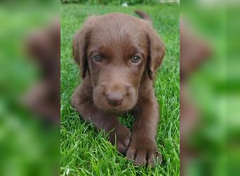 Labradoodle Welpen braun mittelgroß