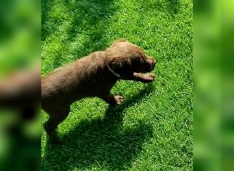 Labradoodle Welpen braun mittelgroß