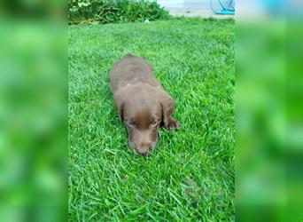 Labradoodle Welpen braun mittelgroß