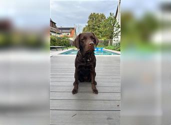 Labradoodle Welpen braun mittelgroß