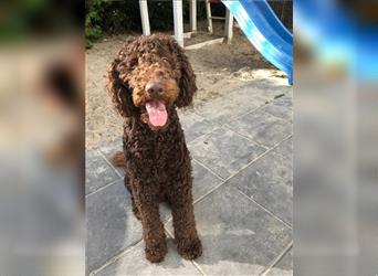 Labradoodle Welpen braun mittelgroß