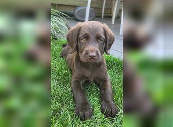 Labradoodle Welpe - Hündin "Lilly"