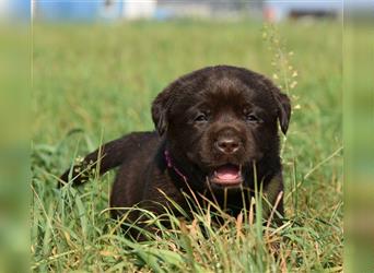 Labrador retriever Welpen