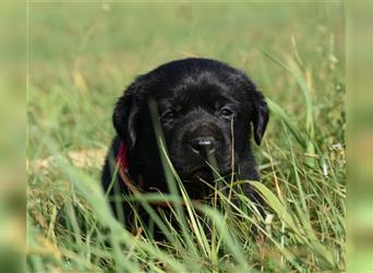 Labrador retriever Welpen