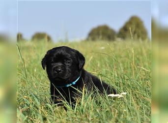 Labrador retriever Welpen