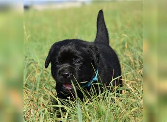 Labrador retriever Welpen